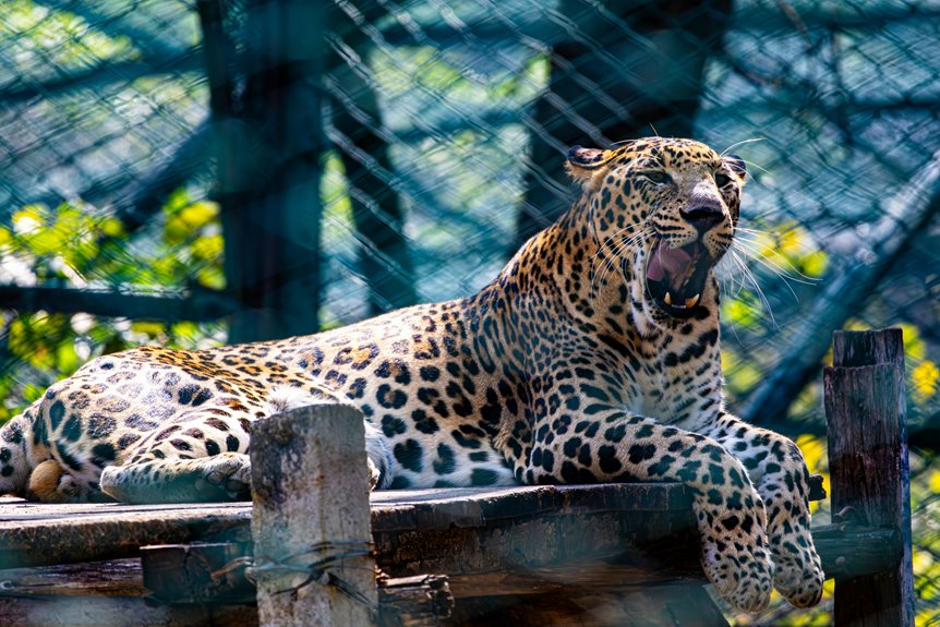 kansas city chiefs bars