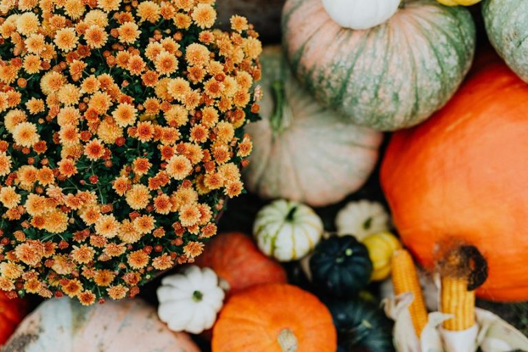 top kansas city plant shops